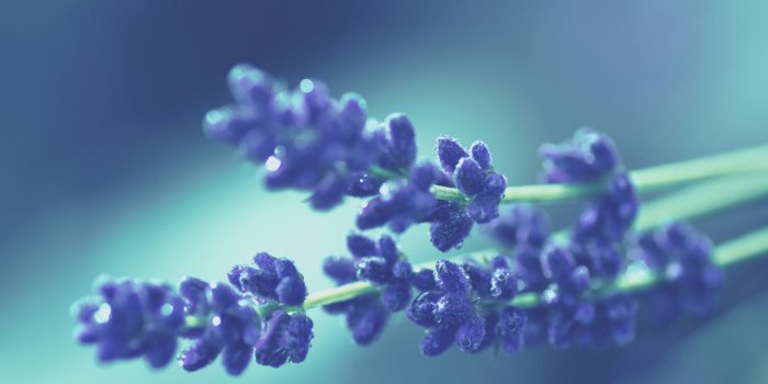 1920x1200 Purple Flowers Macro Close Up Free Wallpaper HD