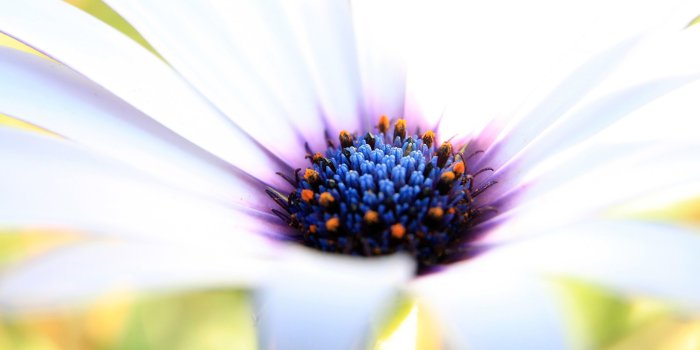 2560x1600 133370 #Flower, #Macro, #Purple, #Petals, #White | Flowers