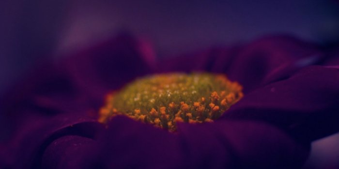 1280x804 Dark Purple Flower Macro wallpapers | Dark Purple Flower Macro stock