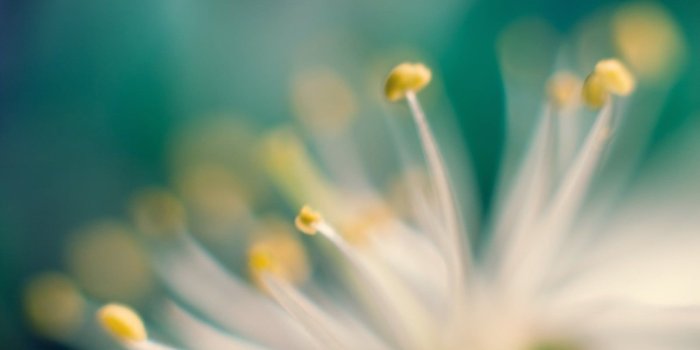 1600x1200 Macro photograph of flower pollen HD wallpaper | Wallpaper Flare