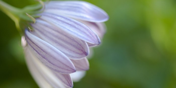 2560x1600 Macro Flower ❤ 4K HD Desktop Wallpaper for 4K Ultra HD TV • Tablet