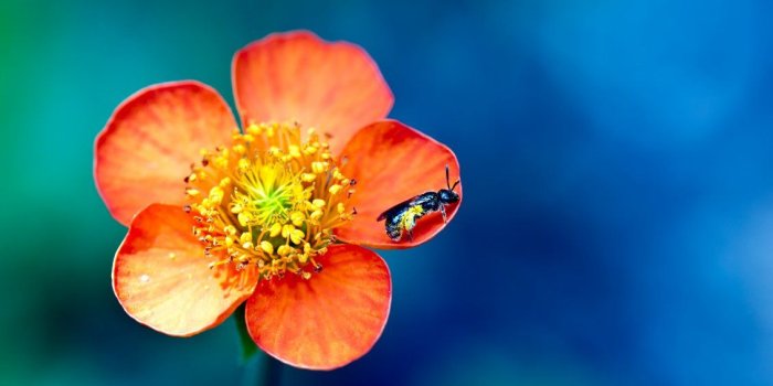 1130x706 Little insect on a beautiful spring flower - macro wallpaper