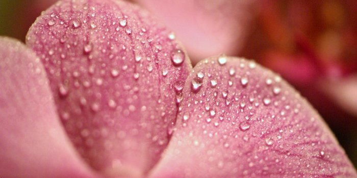 1920x1285 Pink Flower Macro Photography Wallpaper #4875 - Ongur