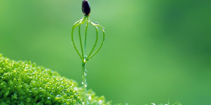 1920x1440 Macro Flower Nature Grass Green Photo Wallpaper HD Desktop Mobile