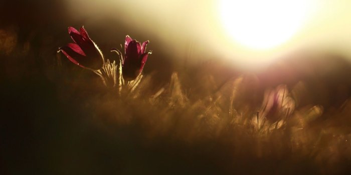 1280x804 Spring Flowers Macro wallpapers | Spring Flowers Macro stock photos