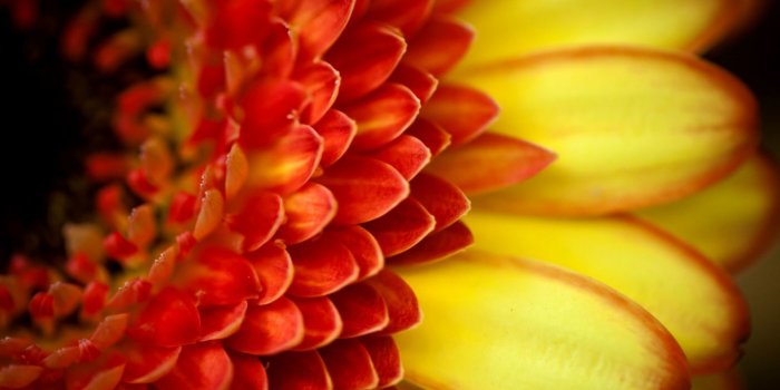 1579x987 Gerbera Macro Flower Orange Petals Hd Wallpaper | Image Wallpapers