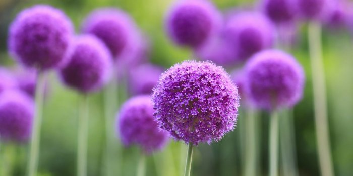 1920x1080 Flower Macro Purple HD wallpaper Gallery