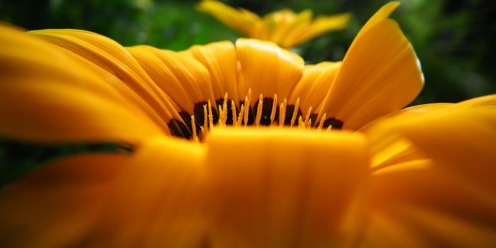 3648x2056 Wallpaper Yellow flower, Macro, 4K, Flowers, #10257