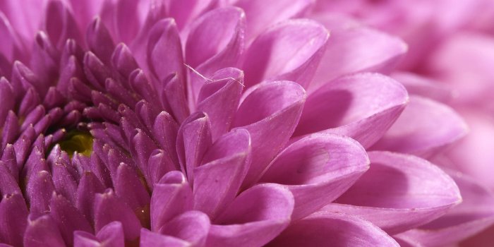 2560x1600 Macro Flower Photo Wallpaper | 2560x1600 | ID:28909