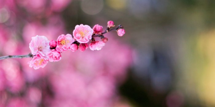 2560x1600 Flower Bokeh Macro HD wallpaper