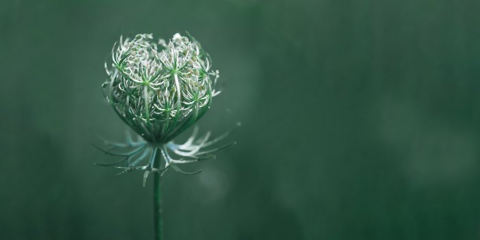 7680x4320 Wallpaper flower, green, macro, 10K, Nature #19834