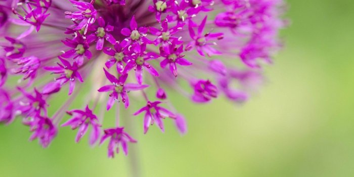 1332x850 Wallpaper macro, flowers, background, pink, widescreen, Wallpaper