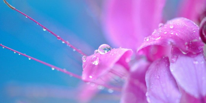 1332x850 Wallpaper flower, drops, macro, flowers, Rosa, background, pink