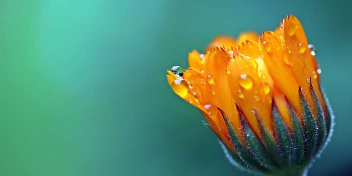 5120x2880 105931 #5k, #Flower, #drop, #4k wallpaper, #macro, #Сalendula