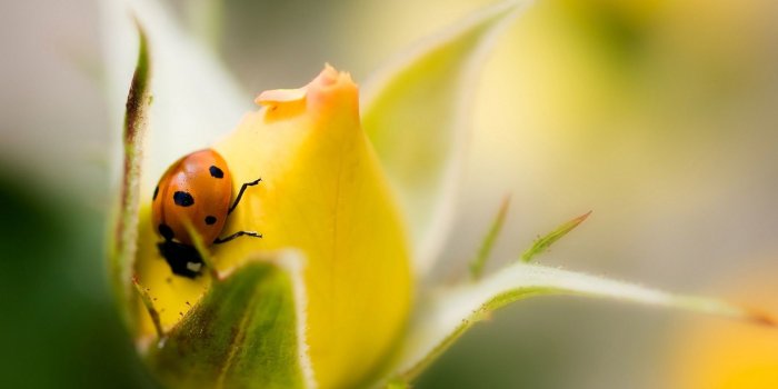 1920x1080 rose, Macro, Flowers, Ladybugs, Insect, Yellow Flowers Wallpapers HD