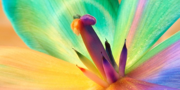 3840x2160 Multicolored Macro Flower wallpapers | Freshwallpapers