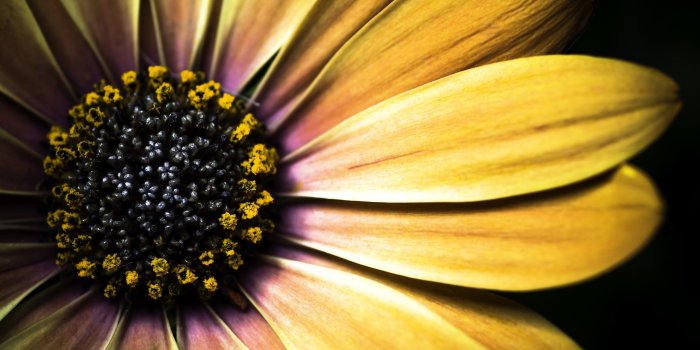 2560x1600 flowers, macro, Flora :: Wallpapers