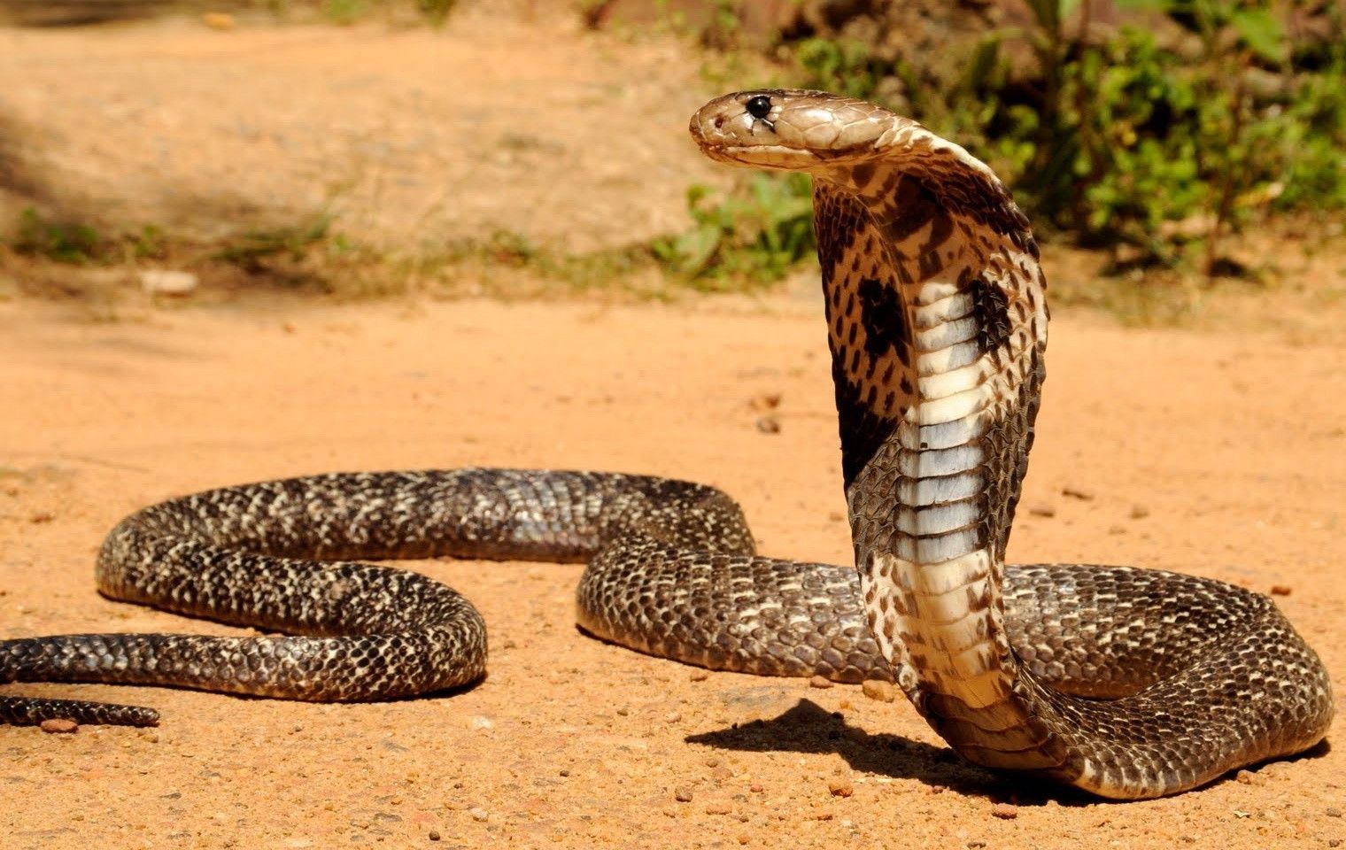 1520x960 King Cobra Snake Wallpapers HD