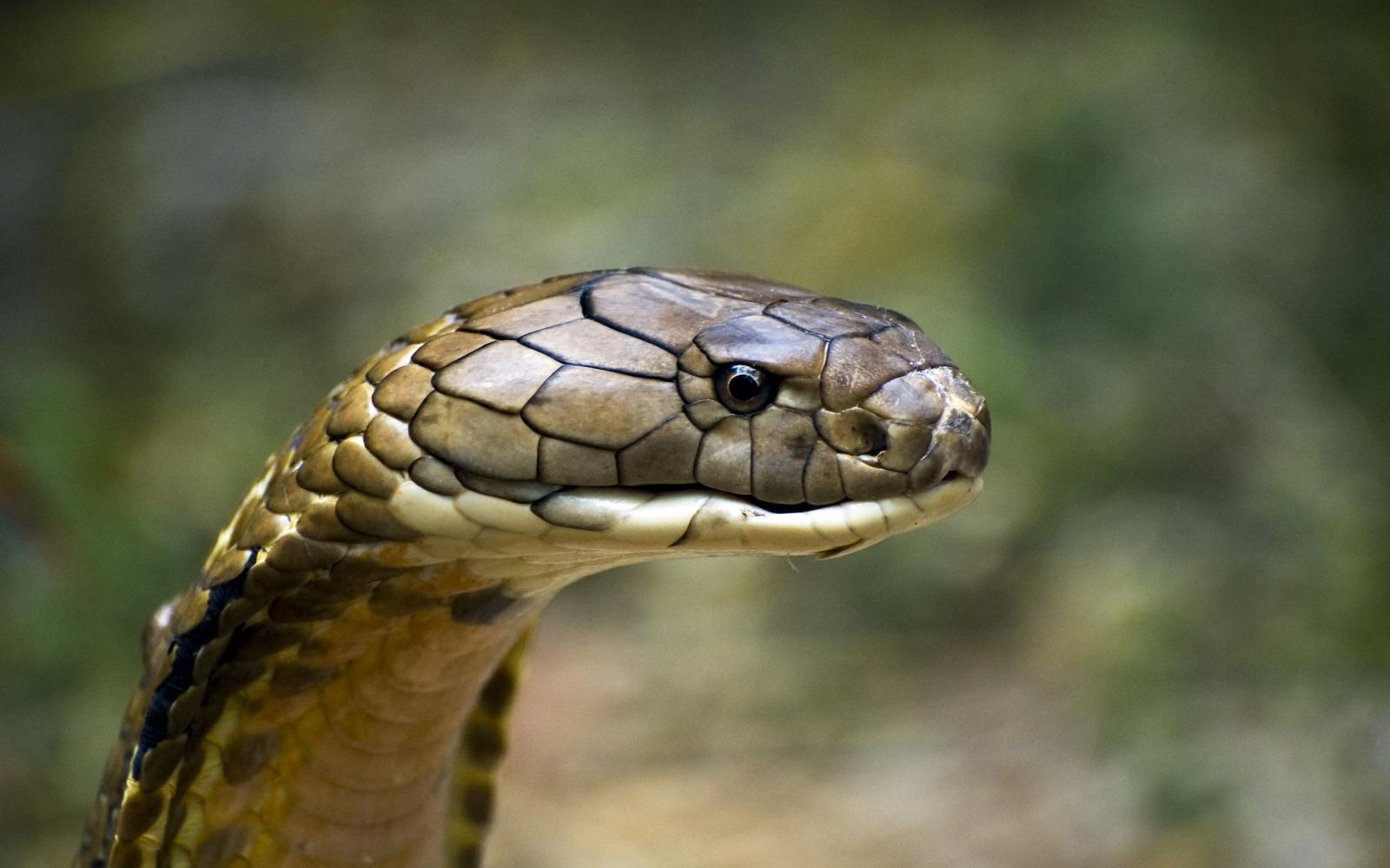 2560x1600 King Cobra HD Wallpaper | Background Image | 2560x1600 | ID:596062