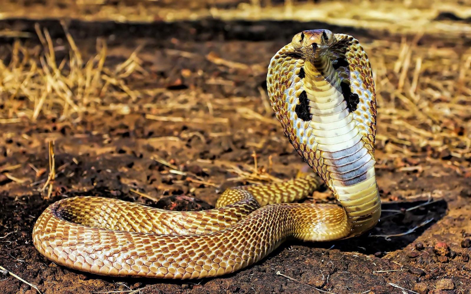 2560x1600 Indian King Cobra Snake Wallpaper (50+ images)