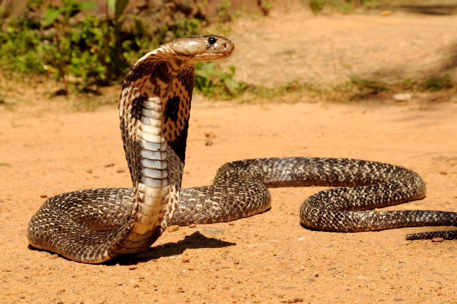 1600x1067 King Cobra Snake Wallpapers HD