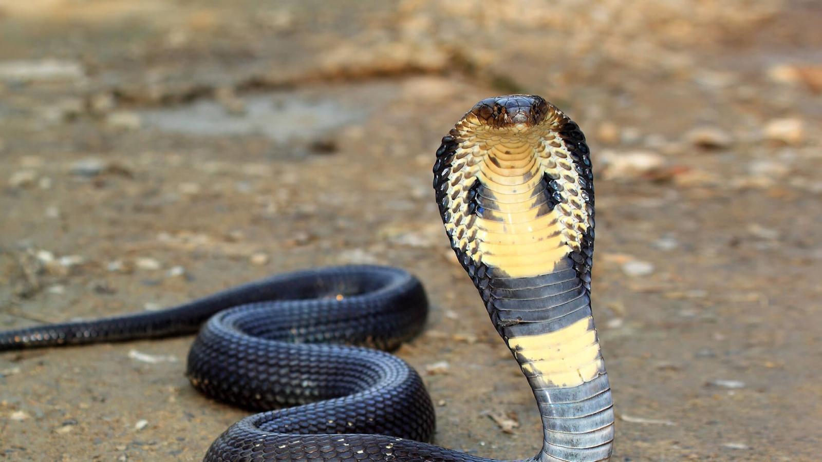 1920x1080 King Cobra Wallpapers Backgrounds