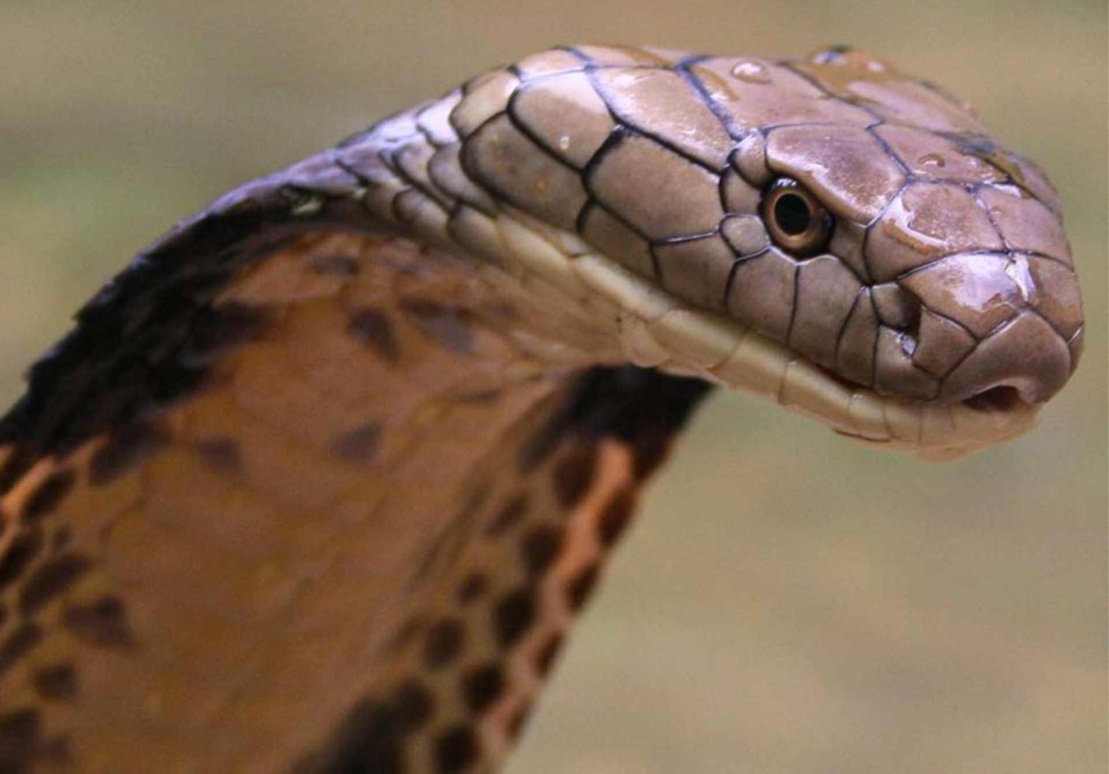 1920x1341 King Cobra Snake Wallpapers HD