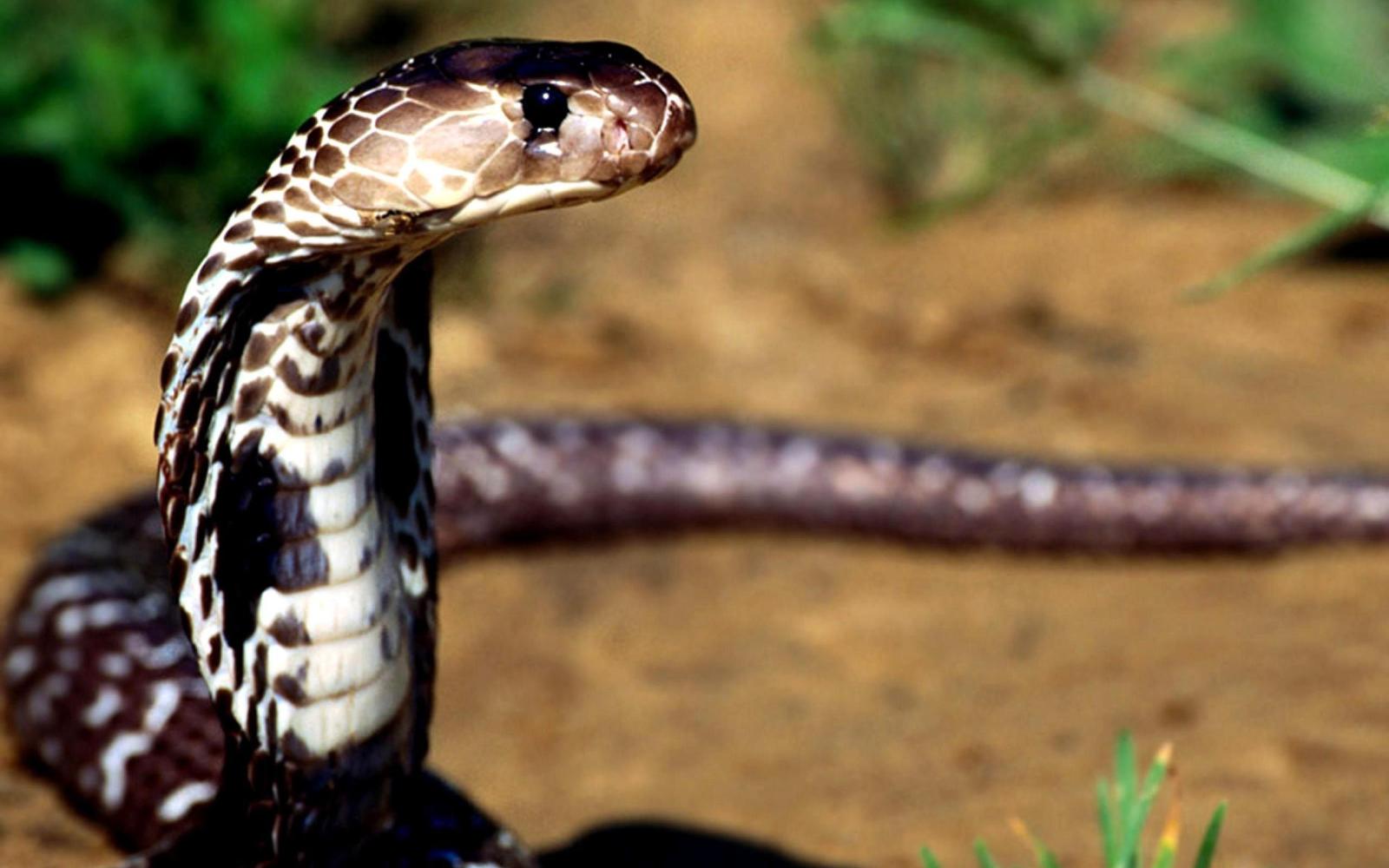 2560x1600 King Cobra Snake Wallpapers HD