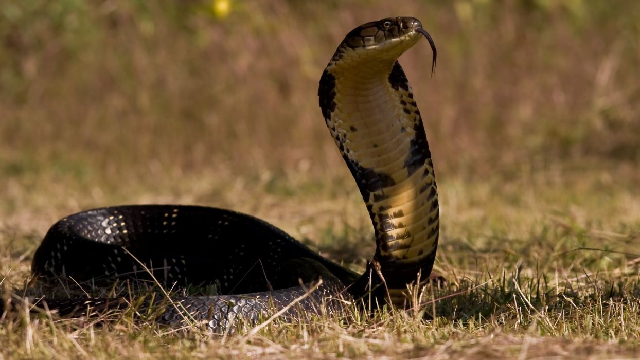 1244x700 King cobra snake wallpaper | 1920x1080 | 614631 | WallpaperUP