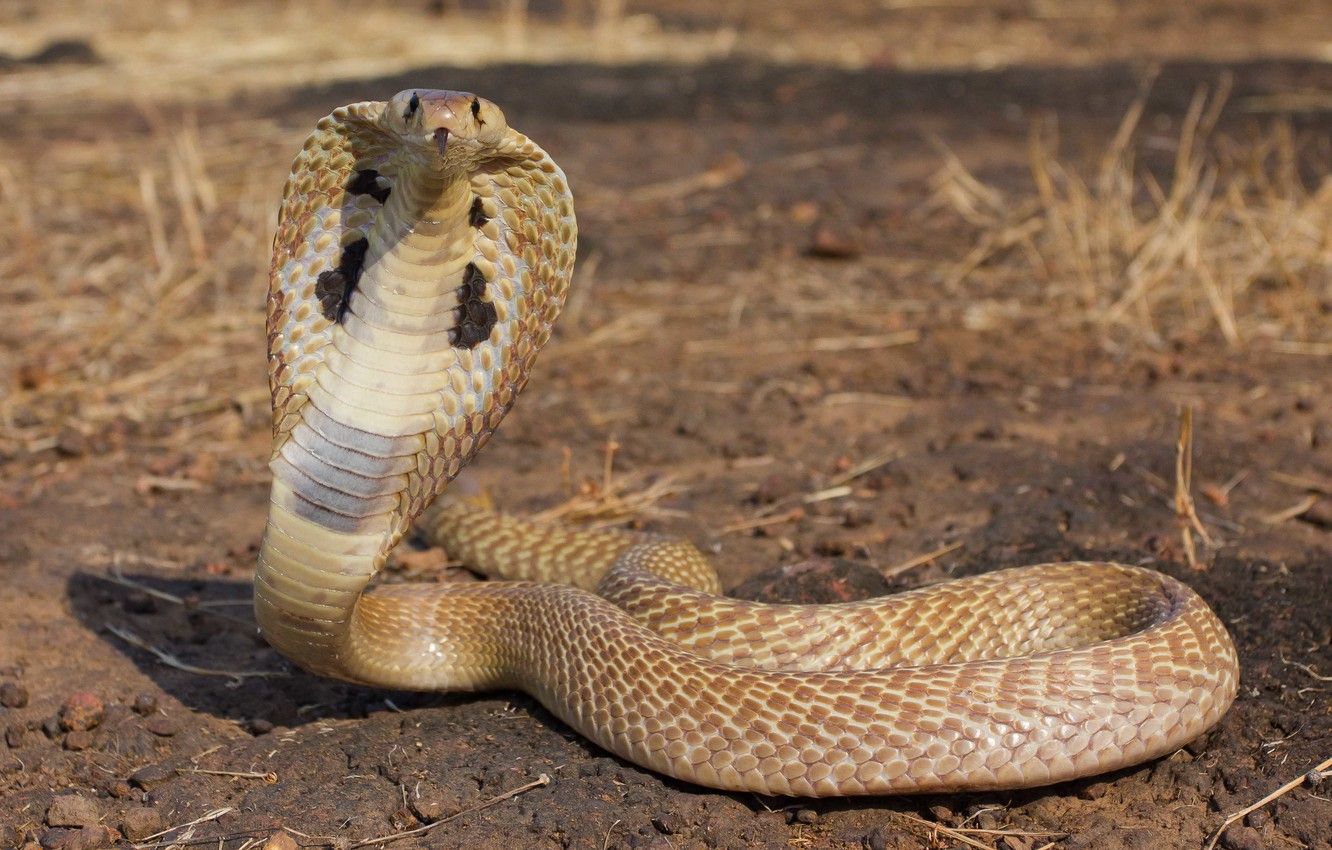 1332x850 Wallpaper viper, desert, reptile, cobra snake, king cobra images for