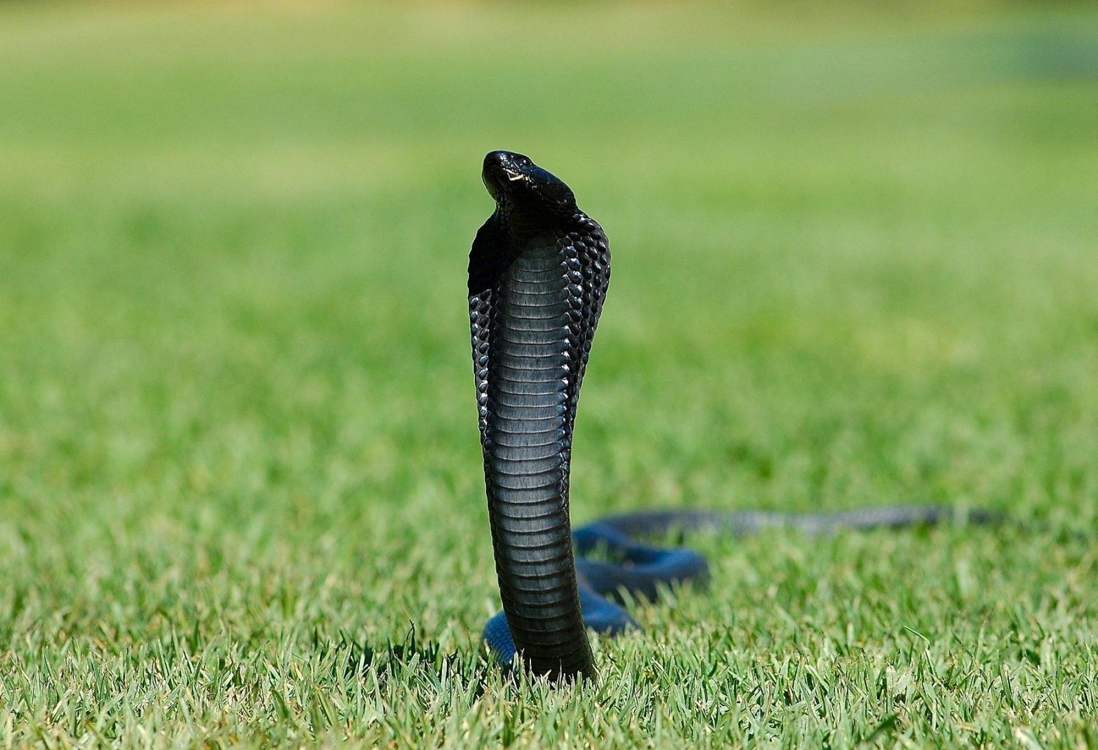 1799x1231 Black King Cobra Snake | HD Wallpapers