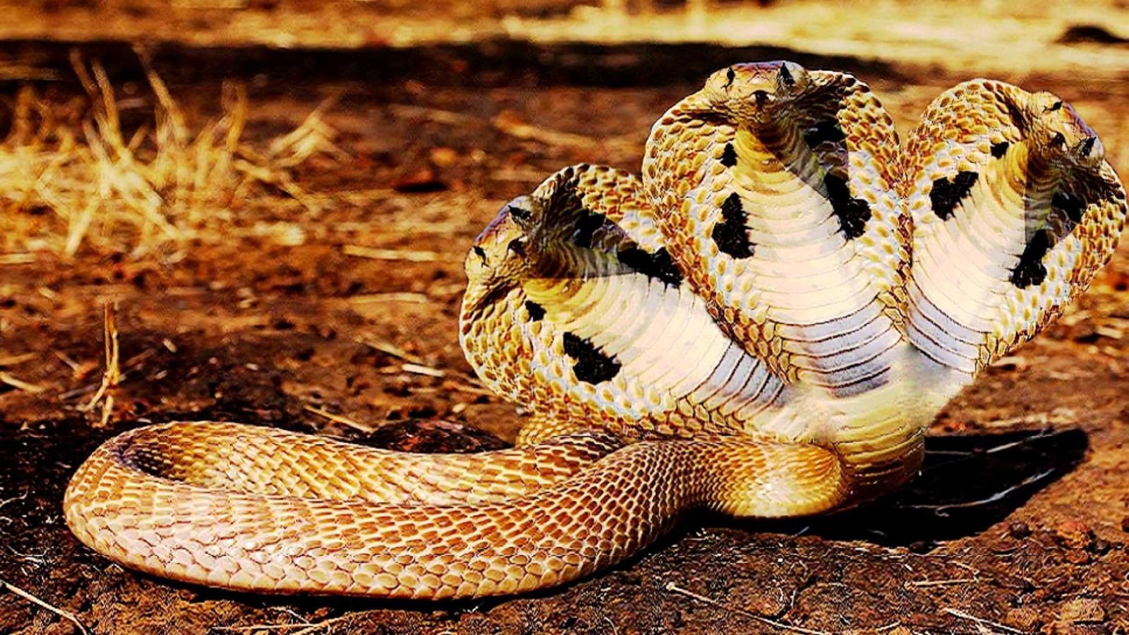 1920x1080 Indian King Cobra Snake Wallpapers