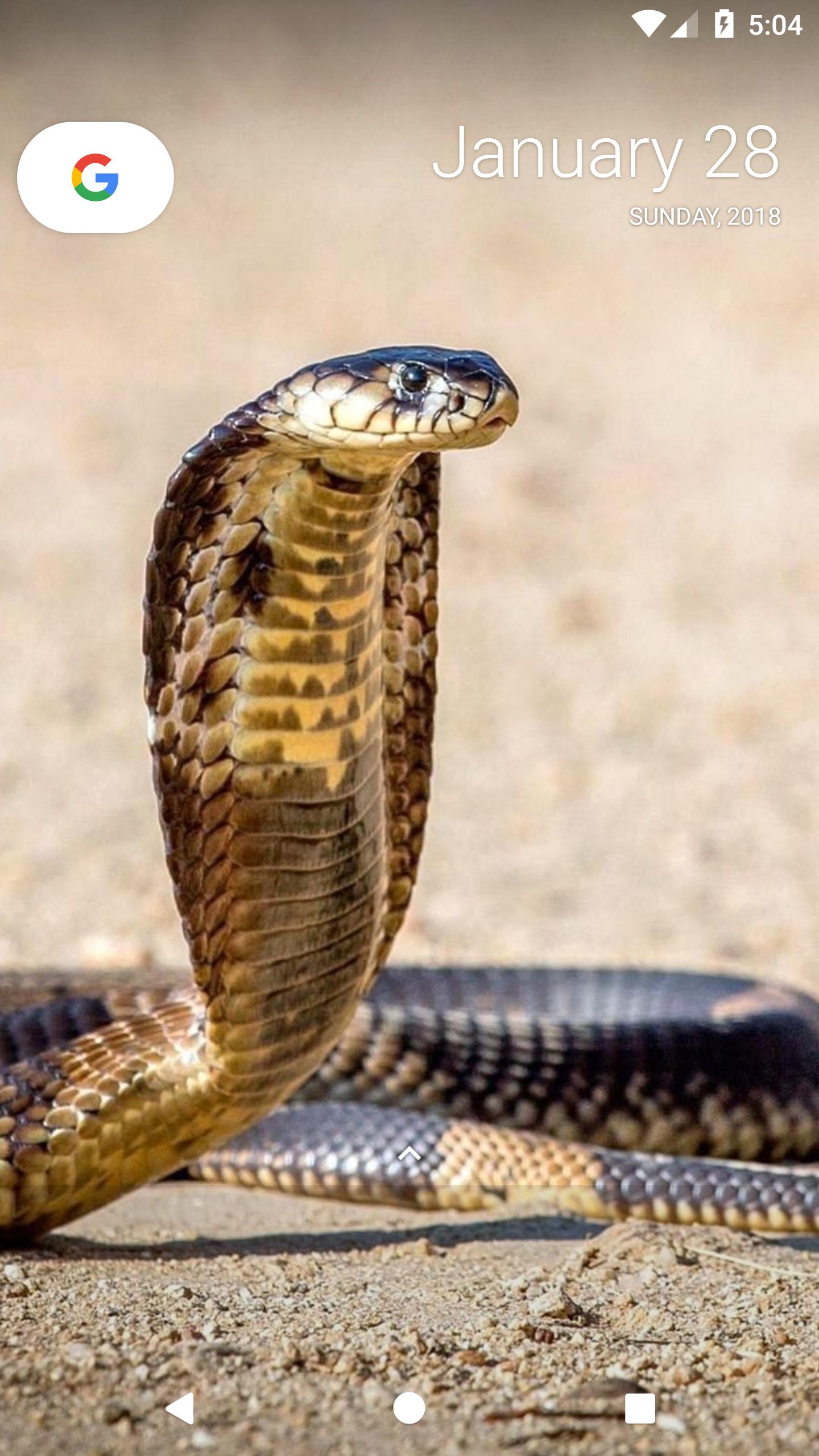 1440x2560 King Cobra Wallpapers for Android - APK Download