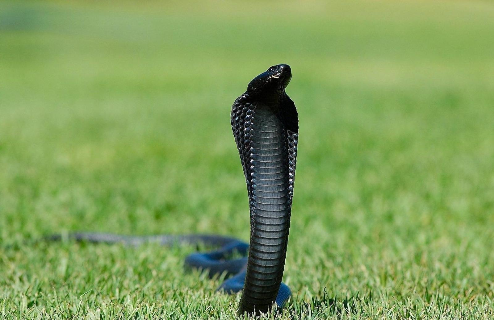 1709x1108 King Cobra Wallpaper Pictures on Animal Picture Society