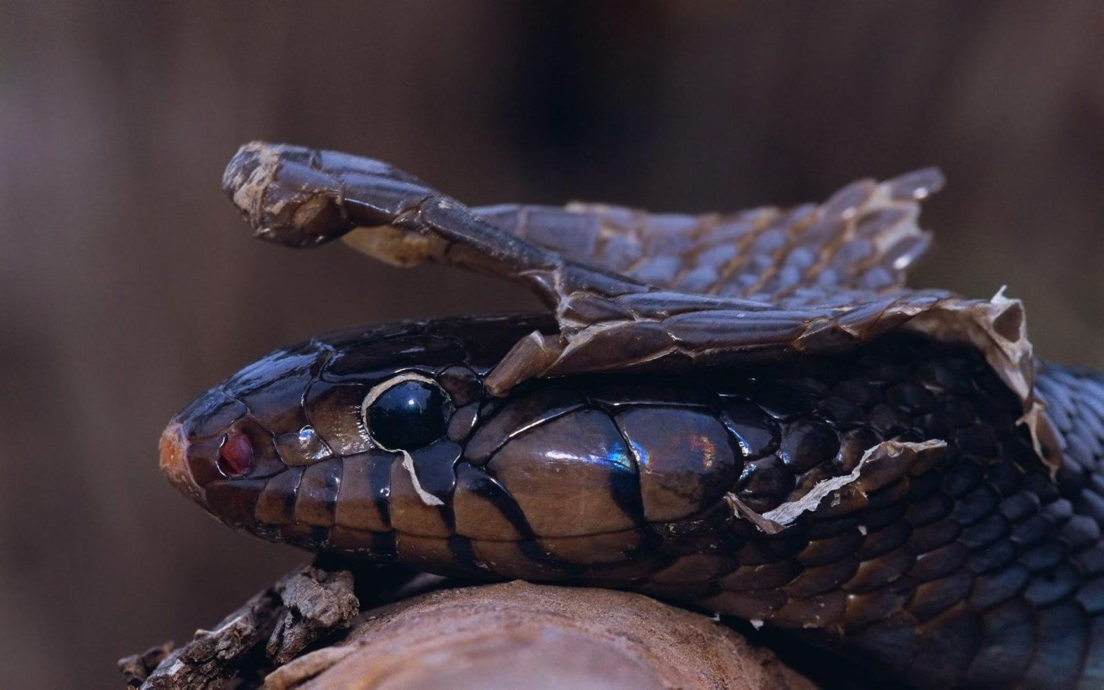 1920x1200 King Cobra shedding its skin HD wallpaper | Wallpaper Flare