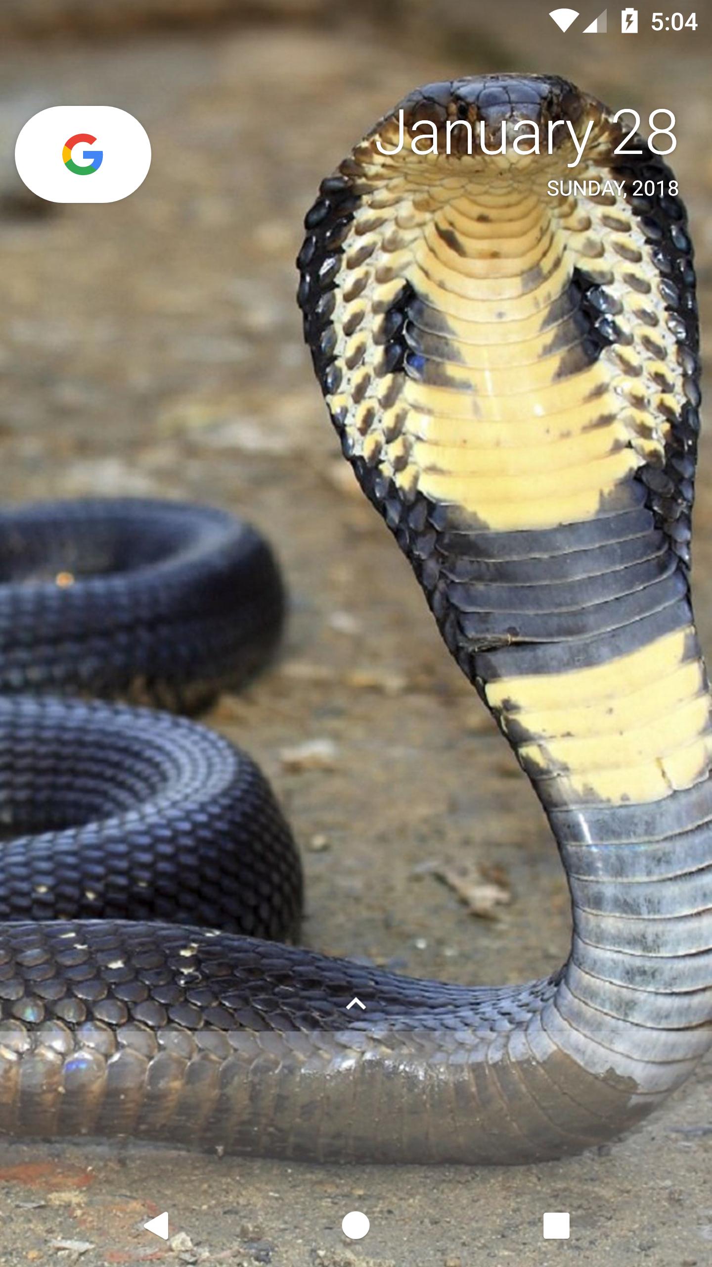 1440x2560 King Cobra Wallpapers for Android - APK Download