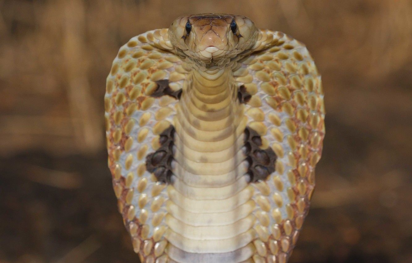 1332x850 Wallpaper viper, close-up, reptile, cobra snake, king cobra images