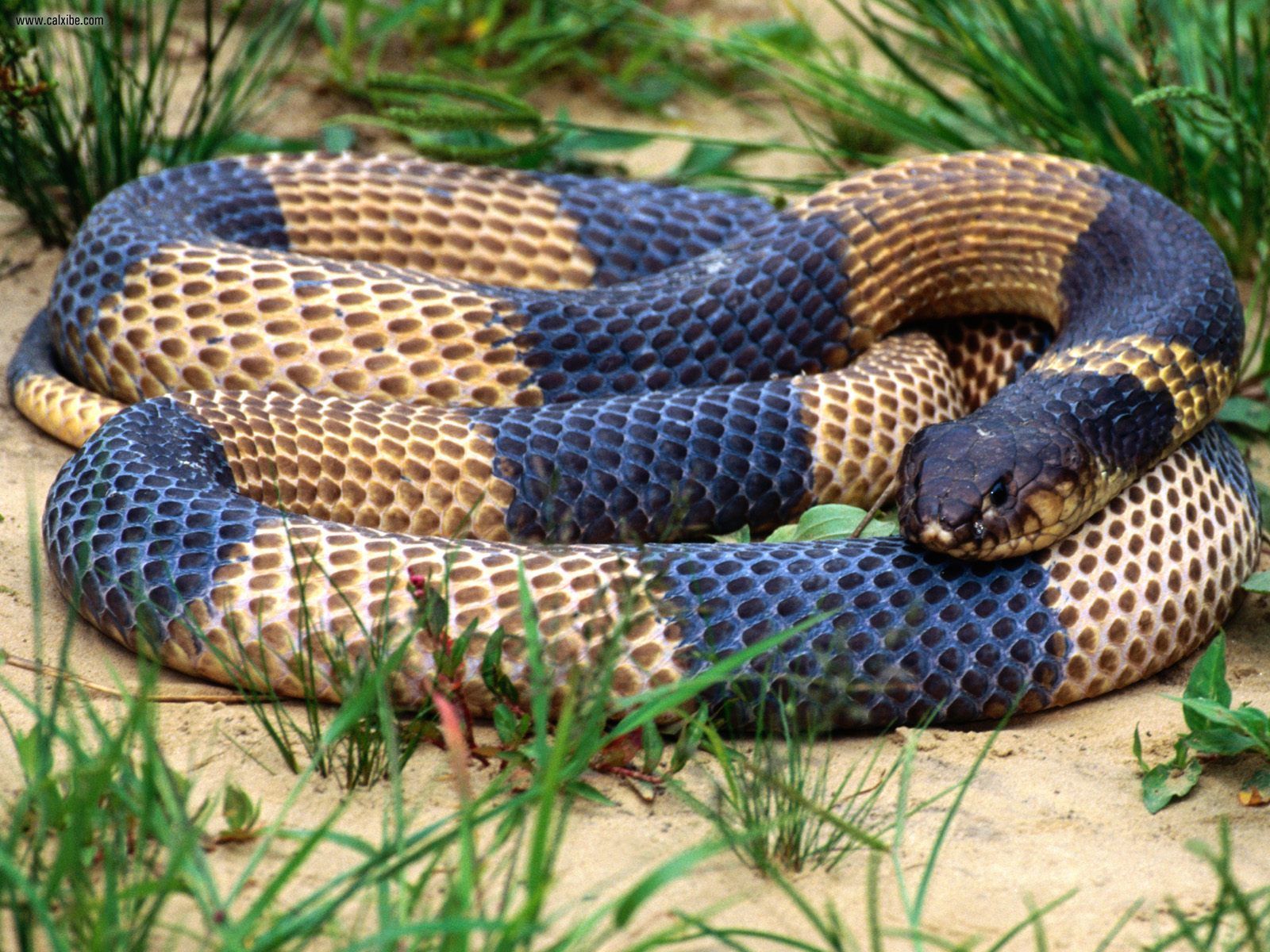 1600x1200 King Cobra Snakes HD Wallpaper, Background Images