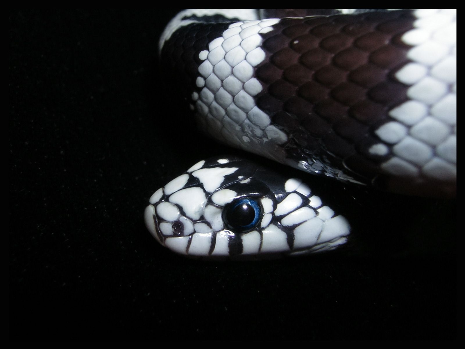 1600x1200 HD Snake Wallpaper 1920×1080 Black Snake Wallpapers (43 Wallpapers