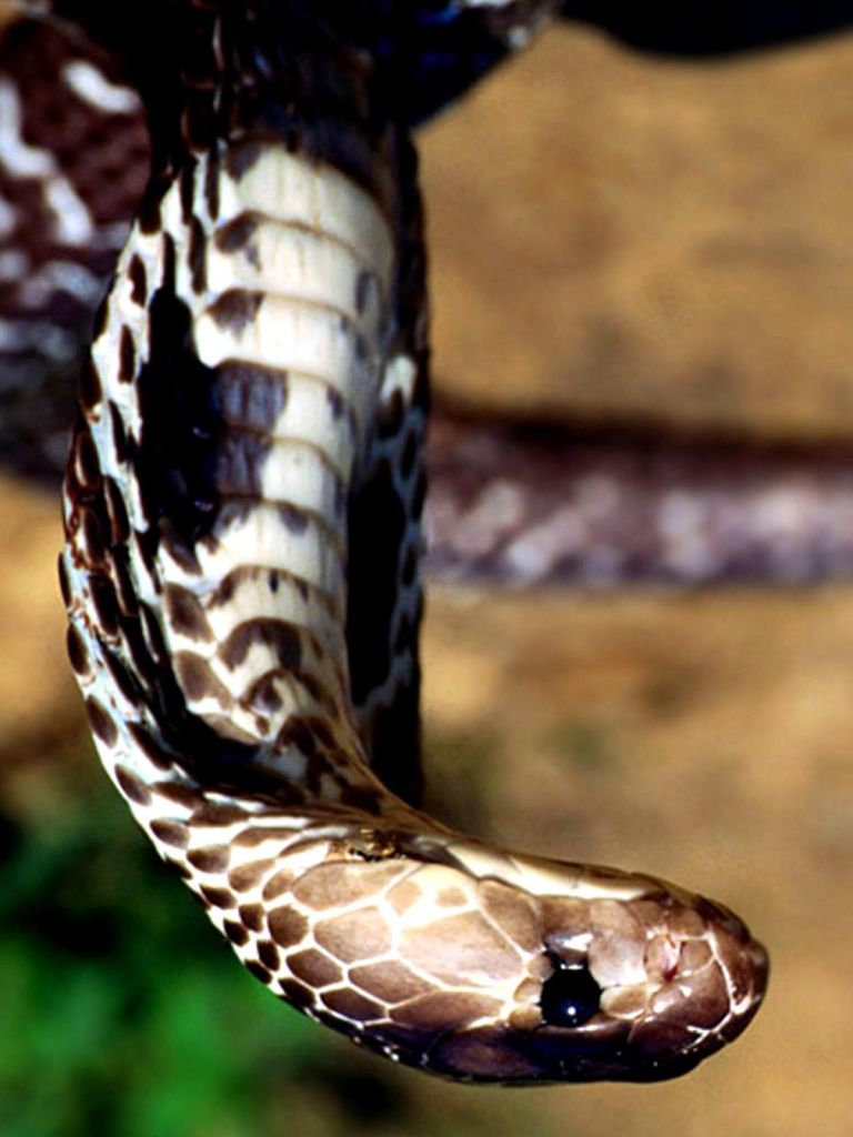 768x1024 Animal/Cobra (768x1024) Wallpaper ID: 737232