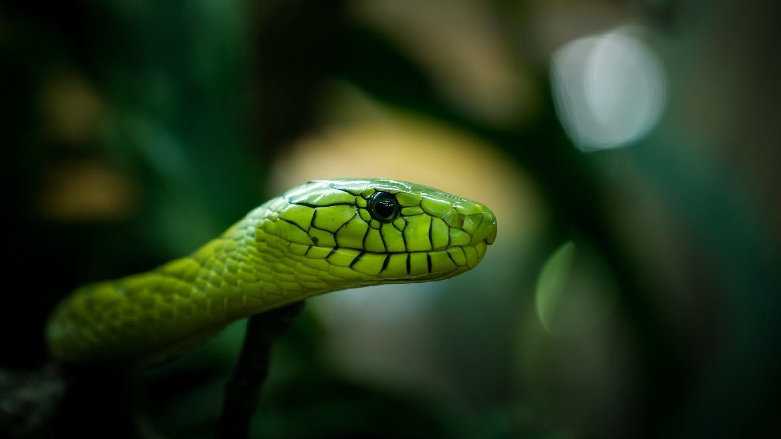 2048x1152 Cobra Snake Wallpaper (31+), Download 4K Wallpapers For Free