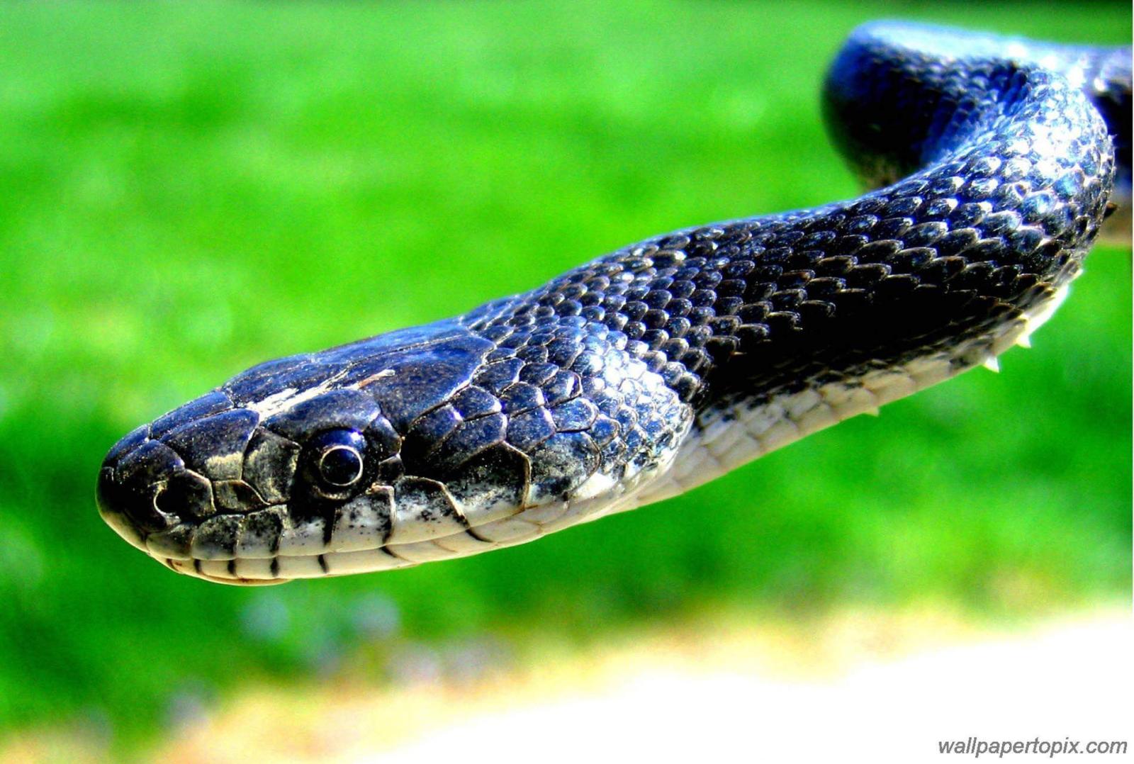 1900x1281 3d King Cobra Snake Wallpaper - (67+) Wallpaper Collections