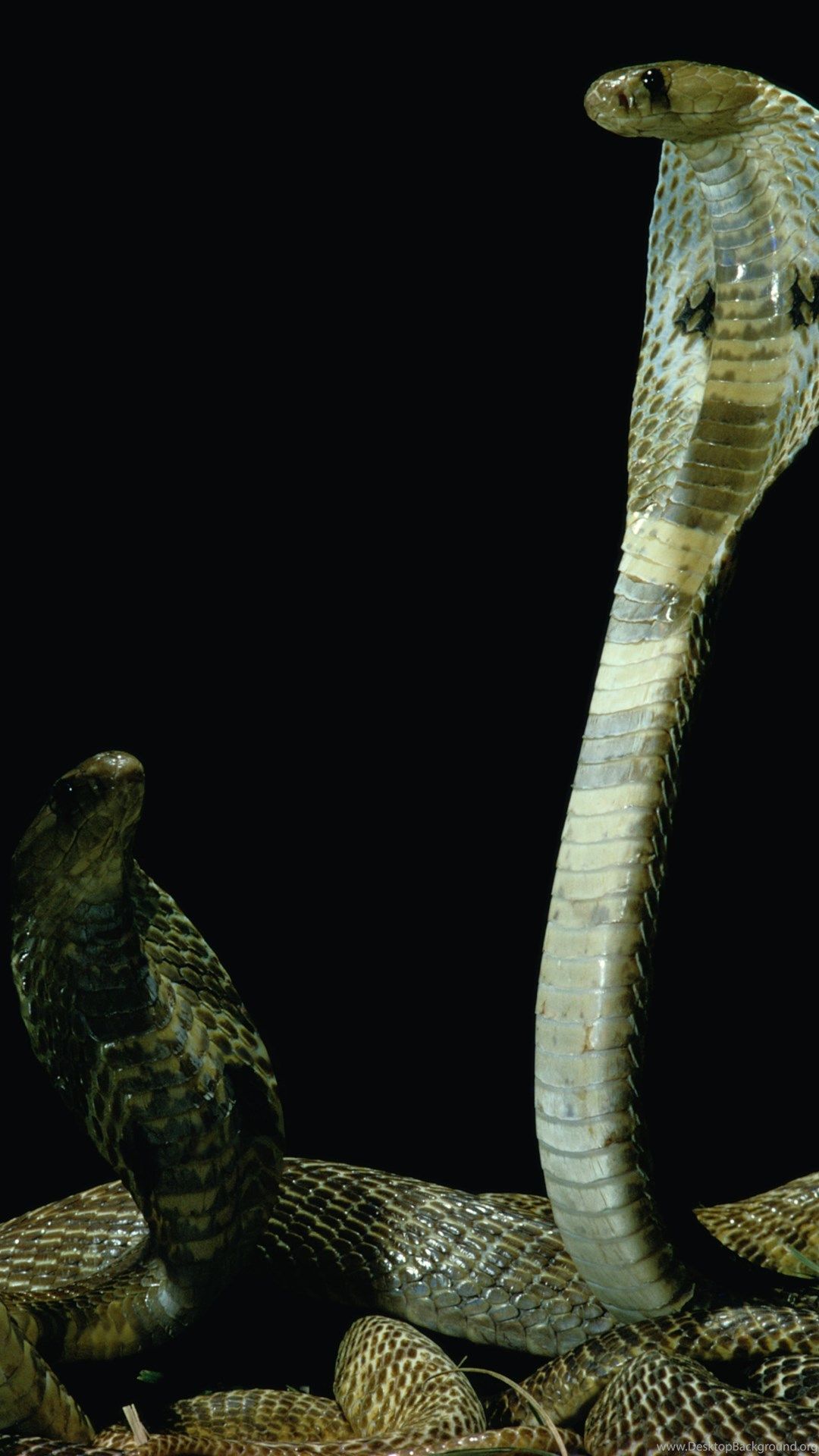 1080x1920 King Cobra Wallpapers High Quality Ndemok.com Desktop Background