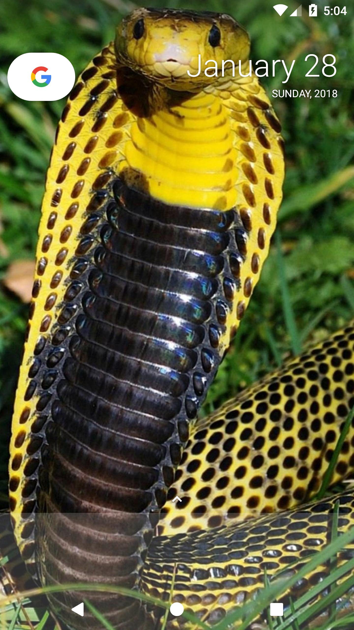 1440x2560 King Cobra Wallpapers for Android - APK Download