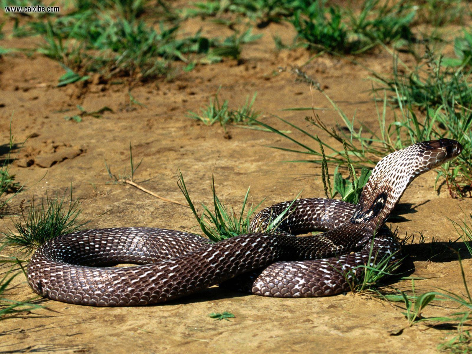 1600x1200 King Cobra Snakes HD Wallpaper, Background Images