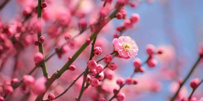 3840x2400 Plum Blossoms Blooming ❤ 4K HD Desktop Wallpaper for 4K Ultra HD TV
