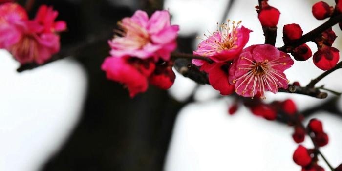1920x1080 Red Plum Blossom ❤ 4K HD Desktop Wallpaper for 4K Ultra HD TV