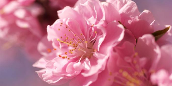 1920x1080 Download Plum Blossom Macro Wallpaper 1920X1080 | Wallpoper #448373