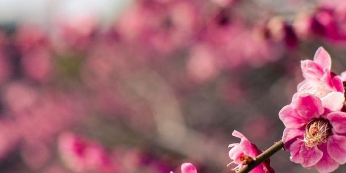 1536x2048 Download 1536x2048 Plum Blossom, Branches, Blurry, Japan, Pink