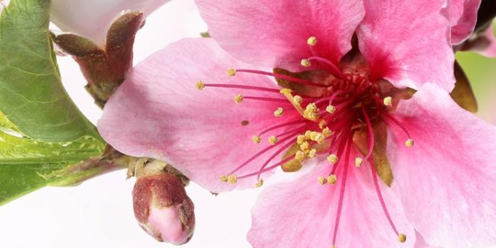 744x1392 Spring Plum Blossom Branch Macro iPhone se Wallpaper Download